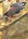 Pestvogel, Bohemian Waxwing, Bombycilla garrulus Royalty Free Stock Photo