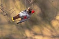 Pestvogel, Bohemian Waxwing, Bombycilla garrulus Royalty Free Stock Photo