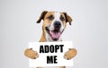 Pet adoption concept with staffordshire terrier dog. Funny pitbull terrier holds Royalty Free Stock Photo