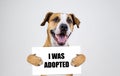 Pet adoption concept with staffordshire terrier dog. Funny pitbull terrier holds Royalty Free Stock Photo