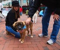 Pet Adoption Day Reston Town Center VA Royalty Free Stock Photo