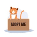 pet adoption and fostering concept. orange Cat in Box with 'Adopt Me' Sign