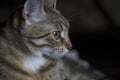 Pet, Adorable common cat hair tabby Royalty Free Stock Photo