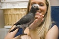 Pet African Grey Royalty Free Stock Photo