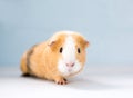 A pet American Guinea Pig Royalty Free Stock Photo