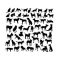 Pet Animal Activity Silhouettes Royalty Free Stock Photo