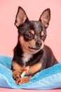 Chihuahua dog tricolor on a pink background. Pet, animal. The dog eats a bone