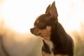 Chihuahua dog tricolor portrait close-up on sunset background. Pet, animal
