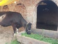 pet animal cow domestic eating grass
