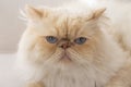 Pet animal; cute cat indoor. Blue eyed Persian cat Royalty Free Stock Photo