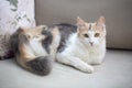 Pet animal; cute cat indoor. House cat