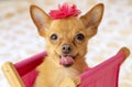 Pet Animal Cute Dog Face Portrait Photo