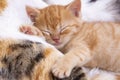 Pet Animal; Cute Kitten Baby Cat Indoor