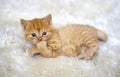 Pet Animal; Cute Kitten Baby Cat Indoor
