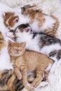 Pet Animal; Cute Kitten Baby Cat And Mother Cat