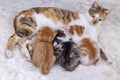 Pet Animal; Cute Kitten Baby Cat And Mother Cat