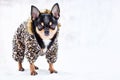 Pet, animal in a fur coat in the cold season, snowy weather. Mini chihuahua