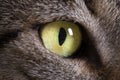 Pet animal; tabby cat green eye macro photo Royalty Free Stock Photo