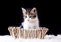 Pet animal; cute cat indoor