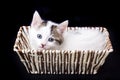 Pet animal; cute cat indoor