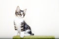 Pet animal; cute cat indoor