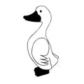 Duck in profile ,black beak Royalty Free Stock Photo