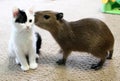 Pet baby capybara whispering a secret to a kitten.