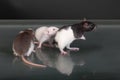 Pet baby rats close up Royalty Free Stock Photo