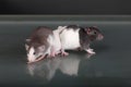 Pet baby rats on a glass table