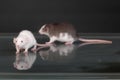 Pet baby rats on a glass table