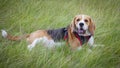 Pet Beagle dog hound laying in long grass Royalty Free Stock Photo