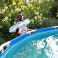 English springer spaniel with swimming ring afraid and looks into the pool in garden