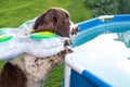 English springer spaniel with swimming ring afraid and looks into the pool in garden