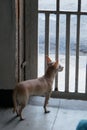 Pet behind the bars Royalty Free Stock Photo