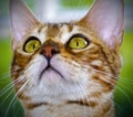 Tabby Cat staring upwards. Royalty Free Stock Photo