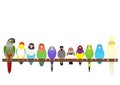 Pet birds perching in a row Royalty Free Stock Photo