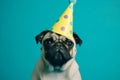 Pet birthday celebration. Mops with a birthday hat on blue studio background.