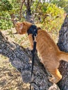 Pet in a black harness climbed onto the trunk of an old tree