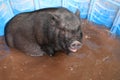 Pig in a pool Royalty Free Stock Photo