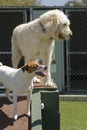 Pet Boarding Royalty Free Stock Photo