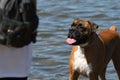 Pet boxer dog in water Royalty Free Stock Photo