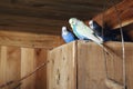 Pet budgerigars in aviary