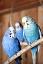 Pet budgerigars in aviary