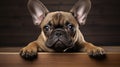 pet bulldog frenchie