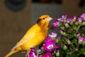 Pet canary bright color on a flower Royalty Free Stock Photo