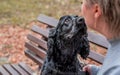 Black Cocker Spaniel dog sitting on the bench with the owner in the park Royalty Free Stock Photo
