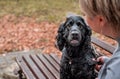 Black Cocker Spaniel sitting on the bench outdoors, in the park Royalty Free Stock Photo