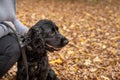 Black Cocker Spaniel sitting with the owner on the autumn leaves outdoors Royalty Free Stock Photo