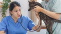 Pet care concept, Female veterinary use stethoscope to check breath of little kitten in vet clinic Royalty Free Stock Photo