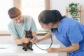 Pet care concept, Female veterinary use stethoscope to check breath of little kitten in vet clinic Royalty Free Stock Photo